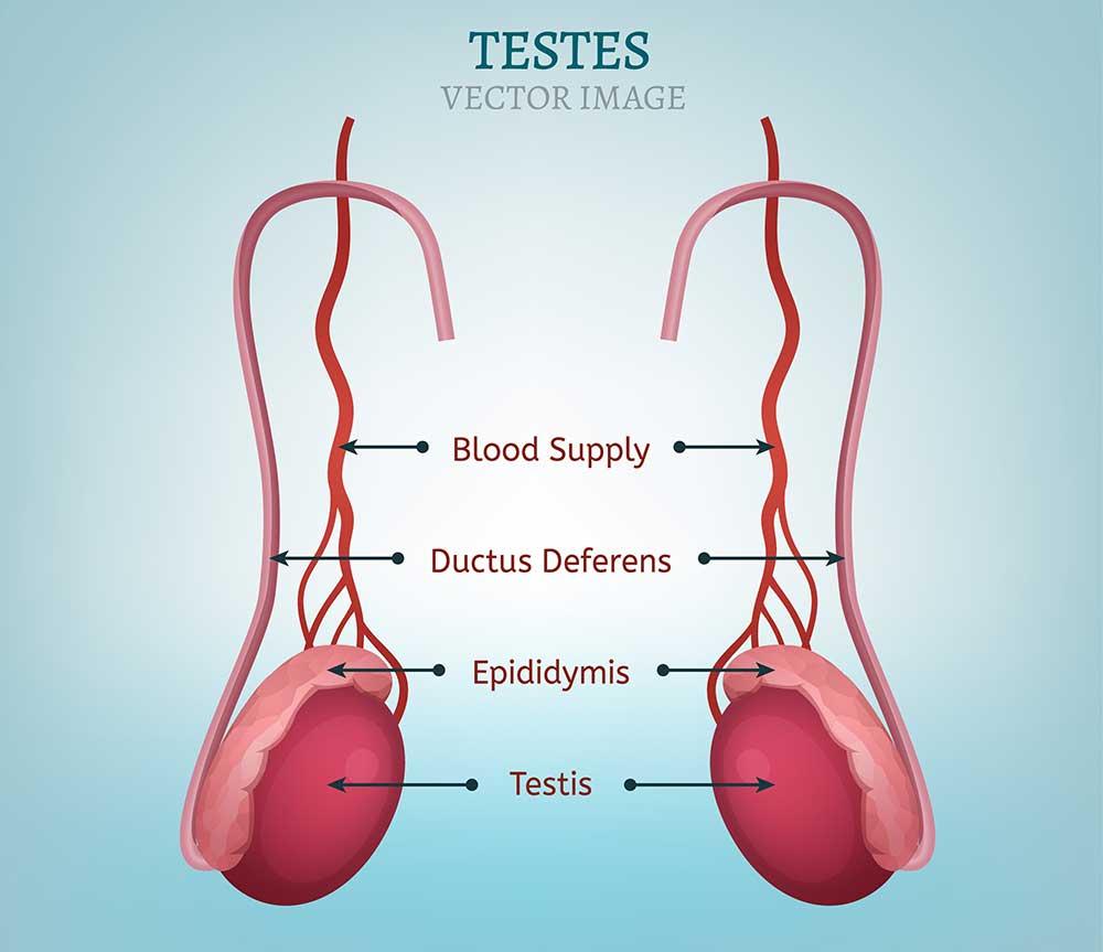 Testicular Torsion – Symptoms and Causes